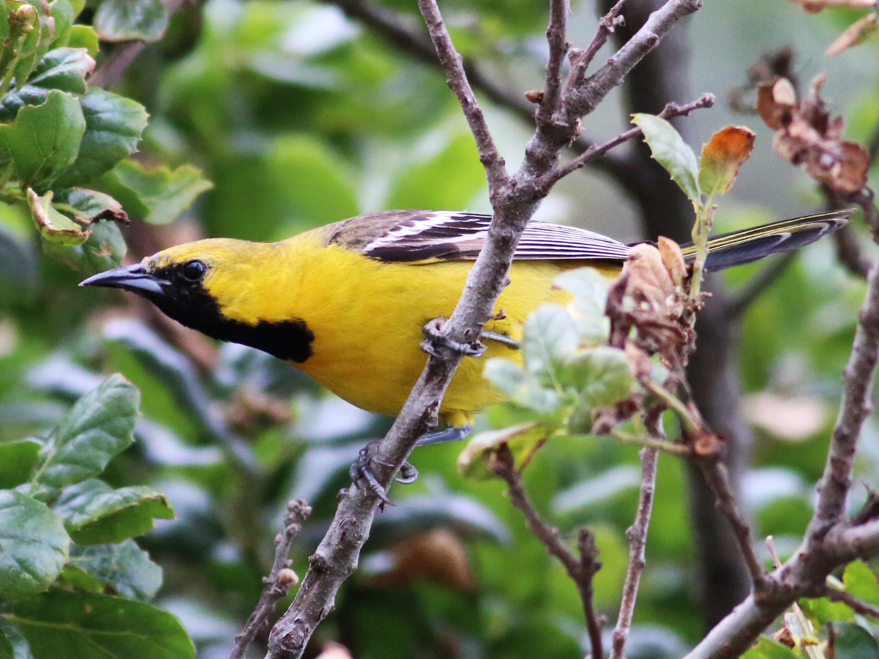 Hooded Oriole Identification, All About Birds, Cornell Lab of