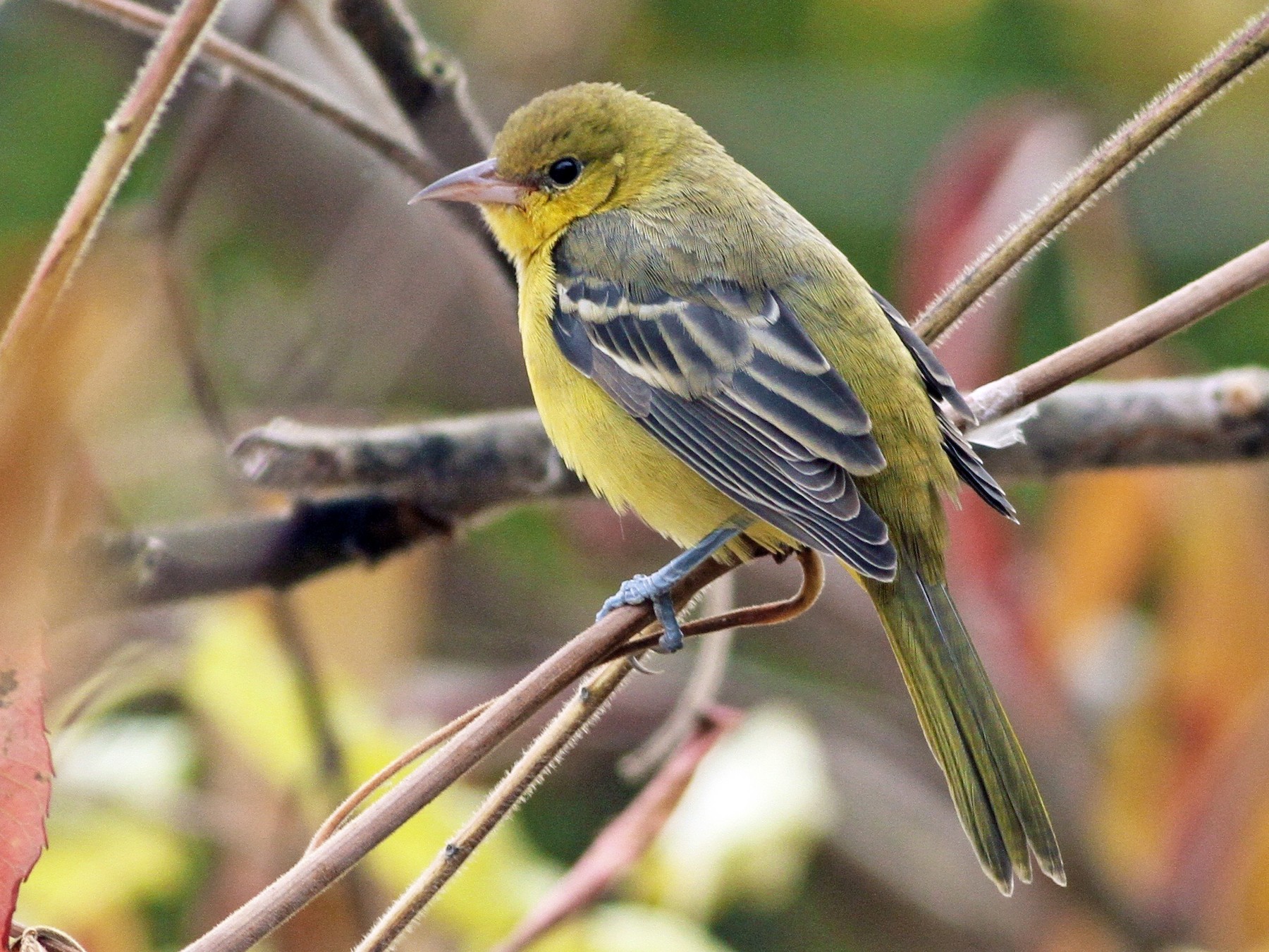 Orchard Oriole - Evan Lipton