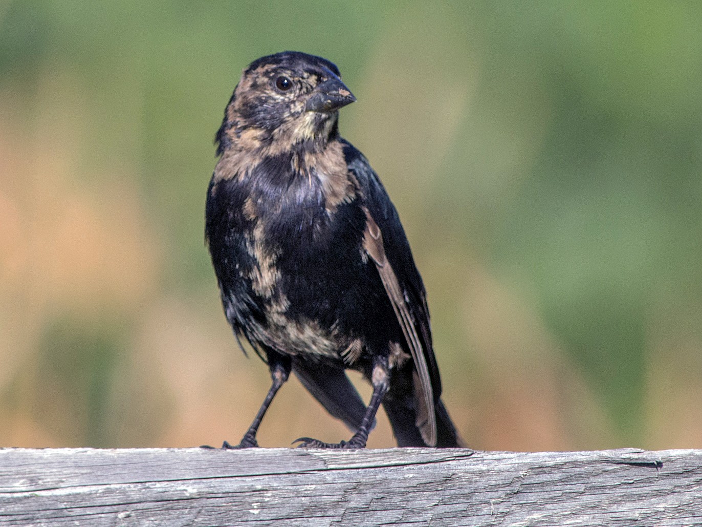 Brown-headed Cowbird - Linda Lewis