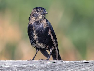 Immature male - Linda Lewis - ML67362311