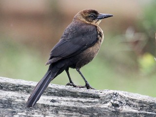  - Great-tailed Grackle