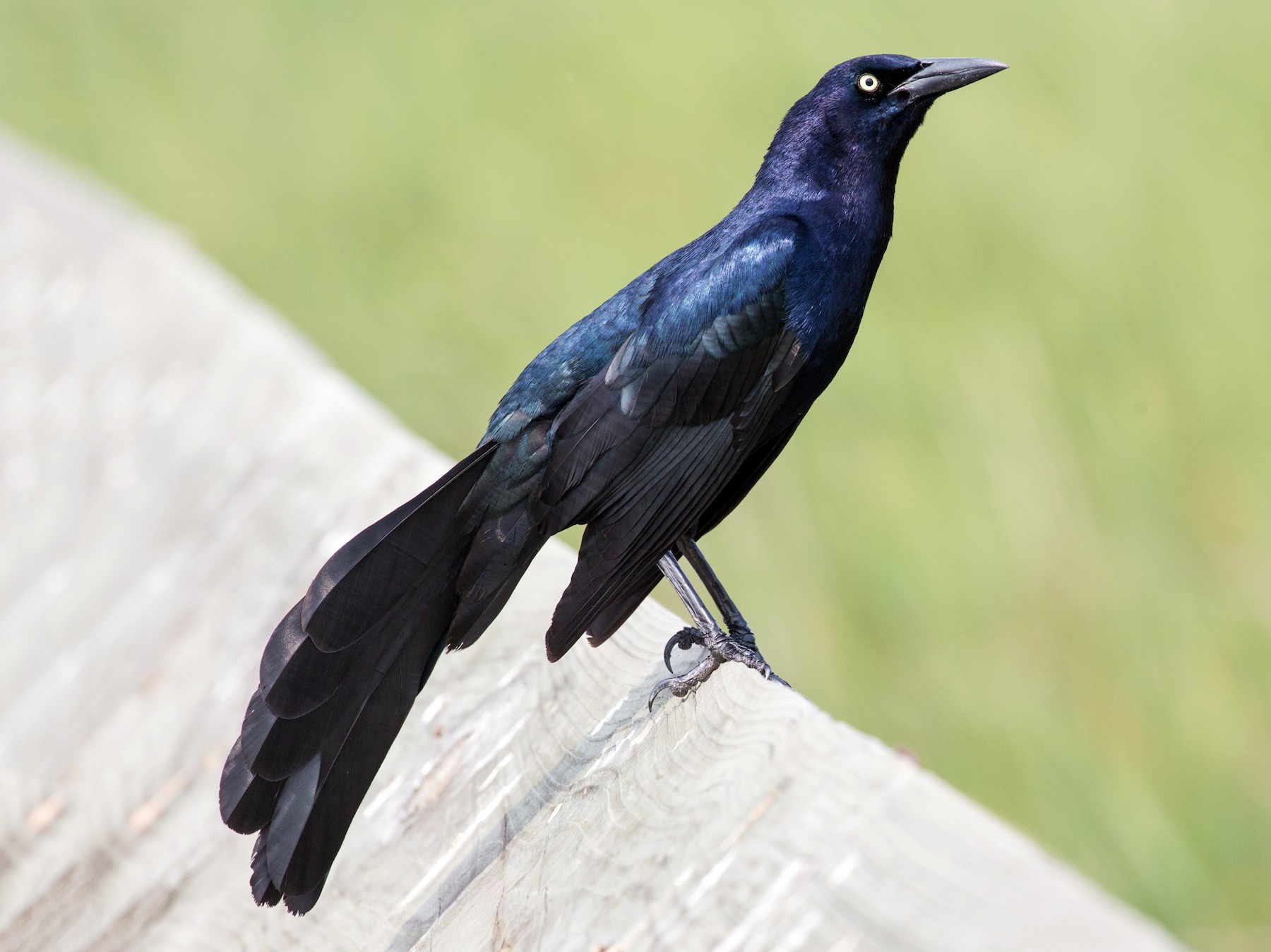 Great-tailed Grackle - Darren Clark