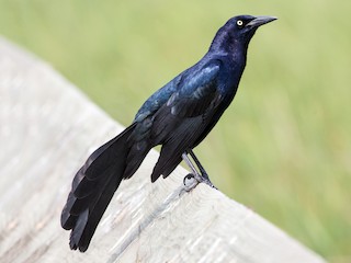  - Great-tailed Grackle