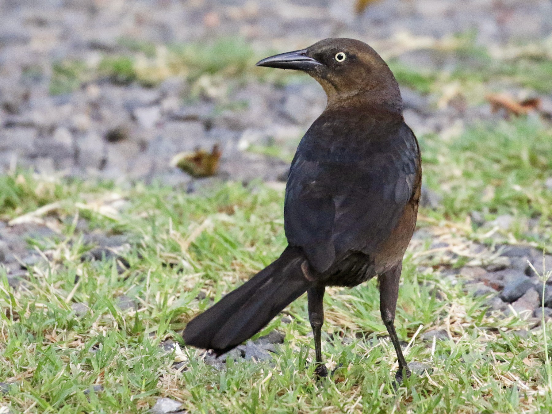 Great-tailed Grackle - Cameron Eckert