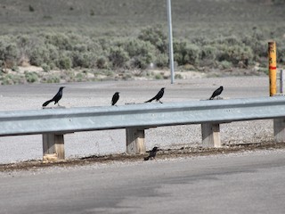  - Great-tailed Grackle