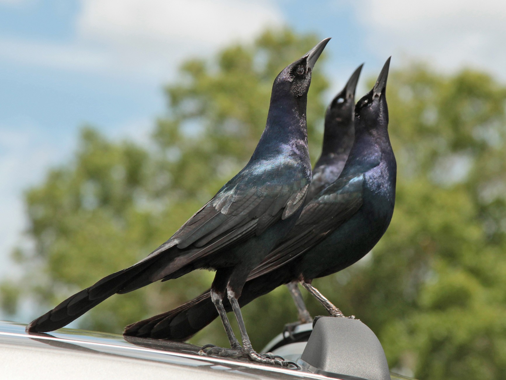 Boat-tailed Grackle - Lynden Schofield