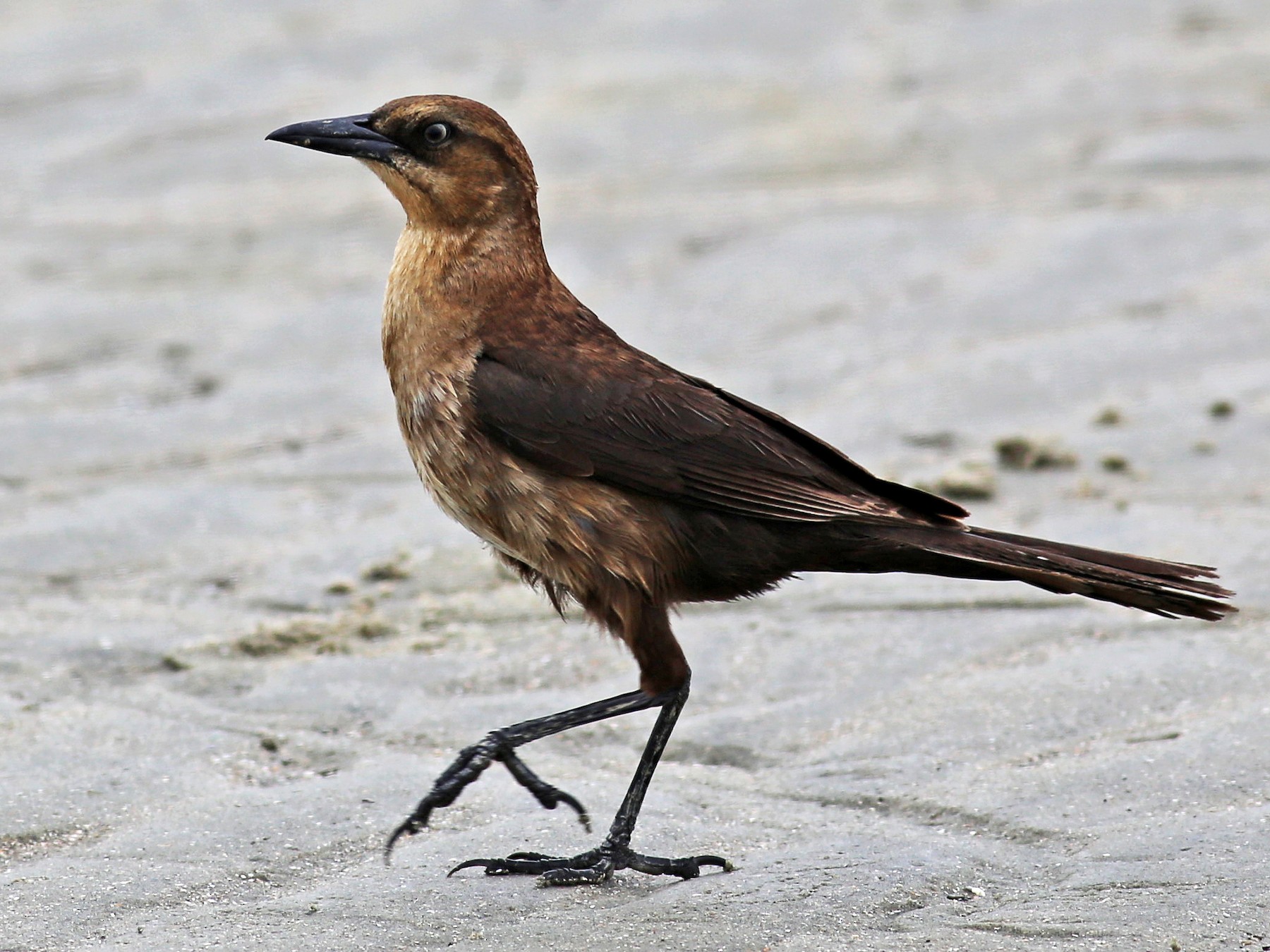 Boat-tailed Grackle - William Keim