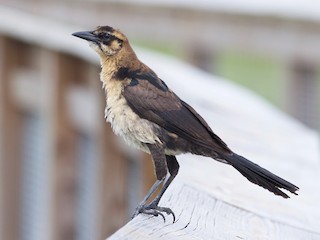 オスの未成鳥 - Brandon Trentler - ML67363901