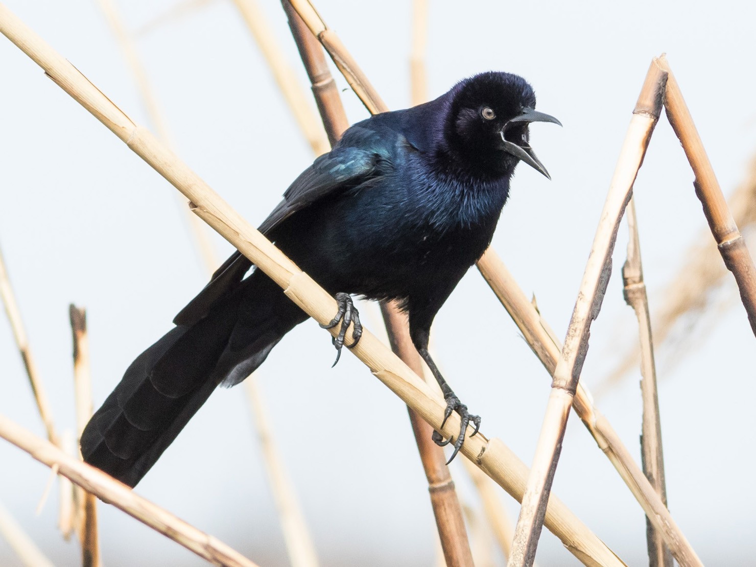 Boat-tailed Grackle - Darren Clark