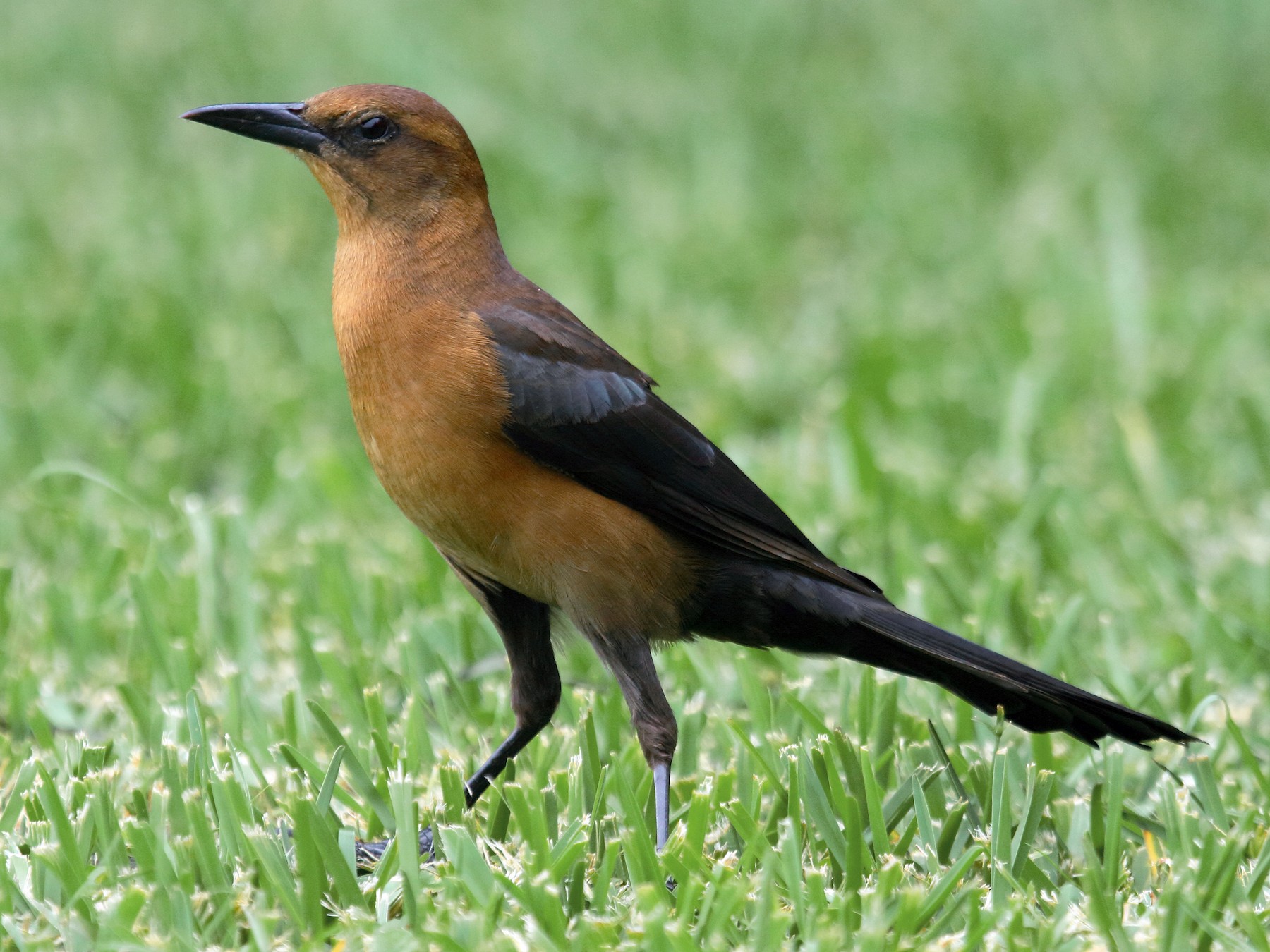 Boat-tailed Grackle - Patrick J. Blake