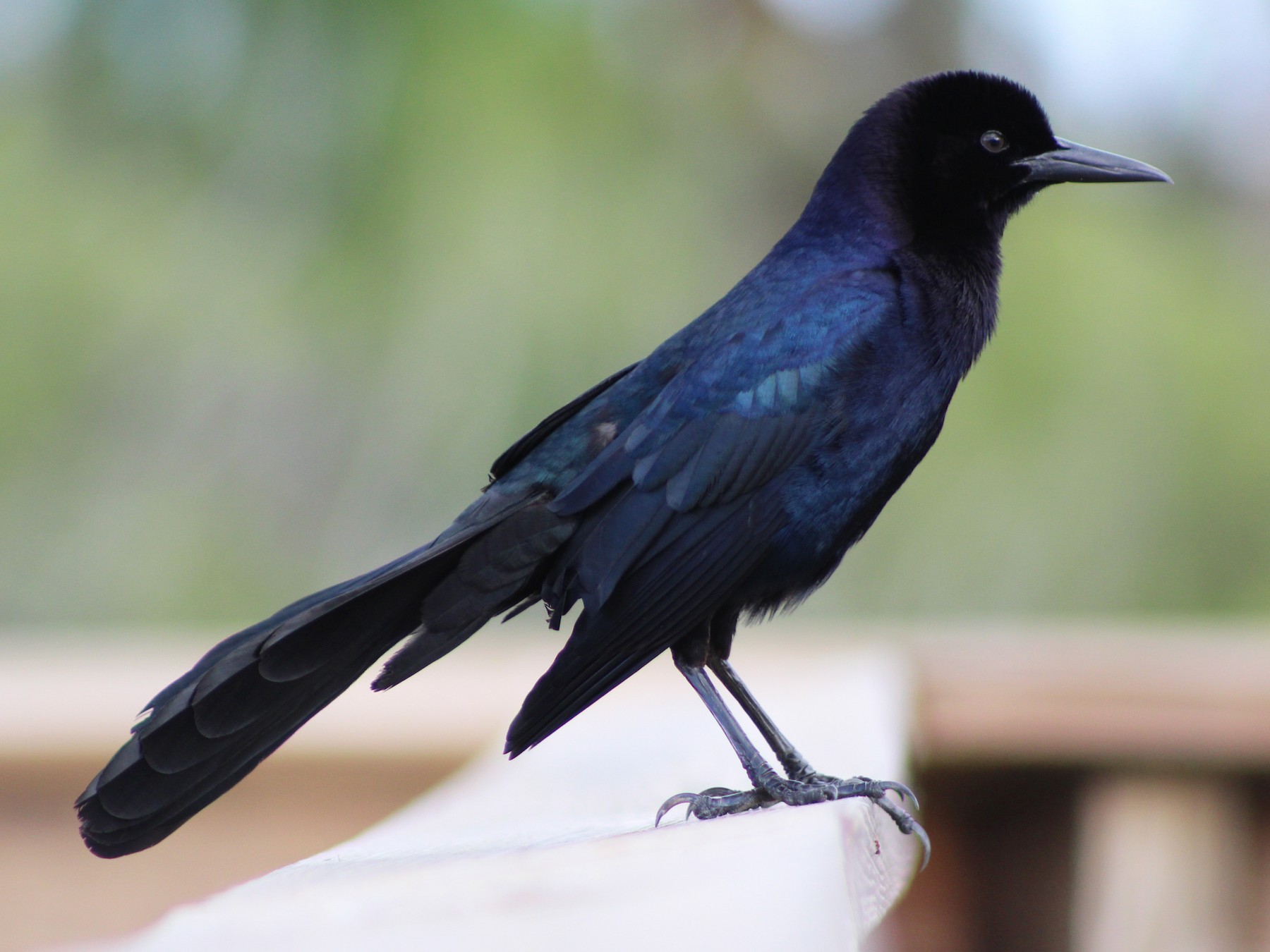Boat-tailed Grackle - Marie Chappell
