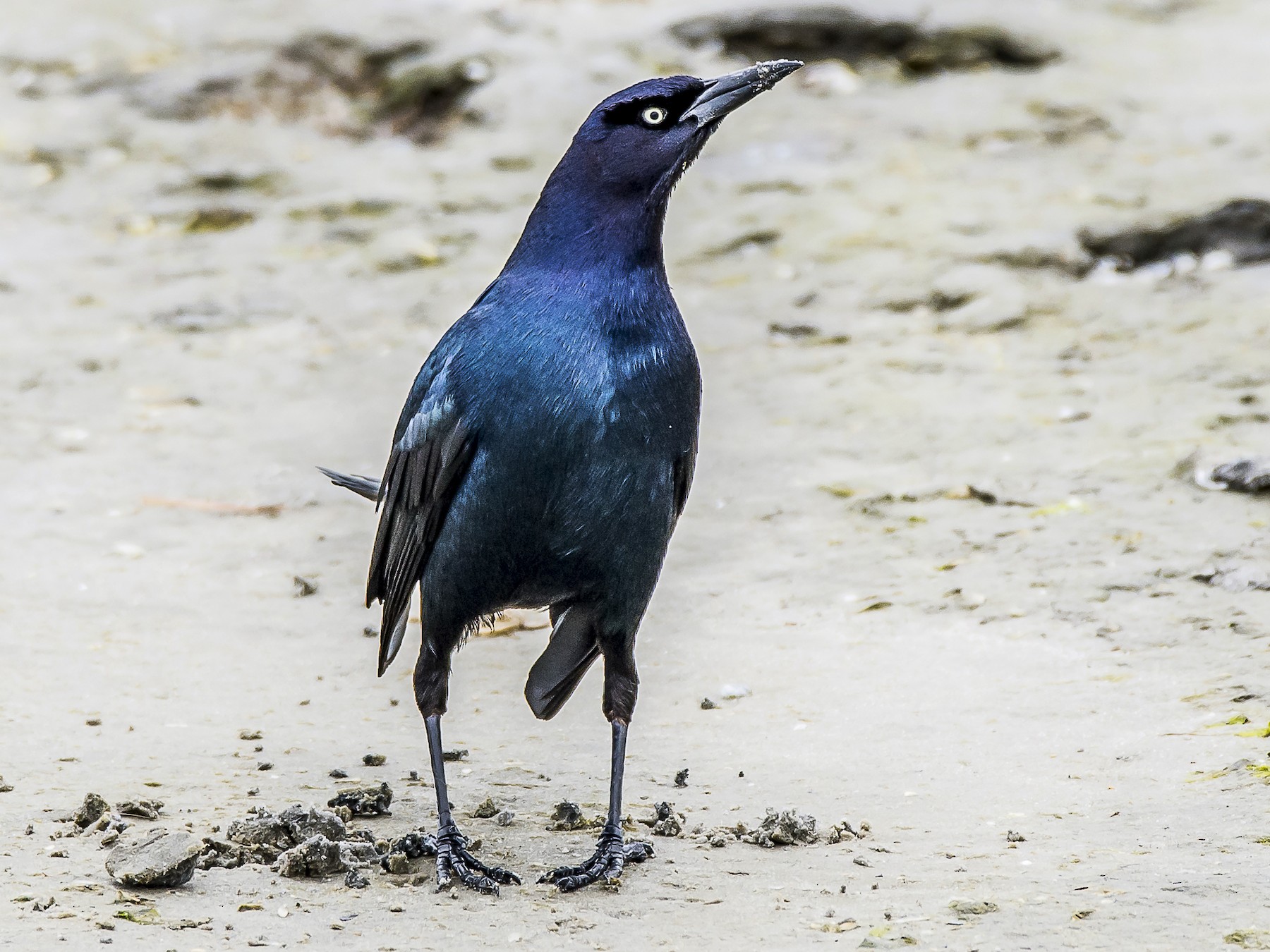 Boat-tailed Grackle - LAURA FRAZIER