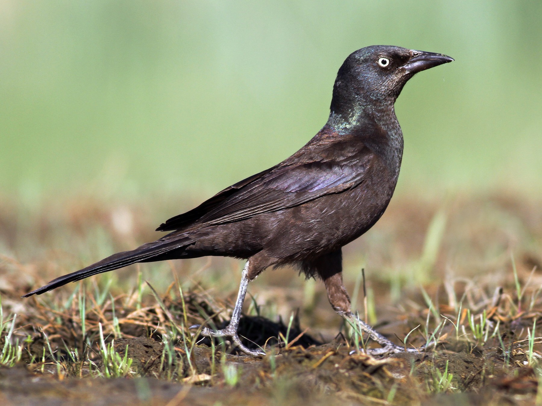 Common Grackle - Evan Lipton