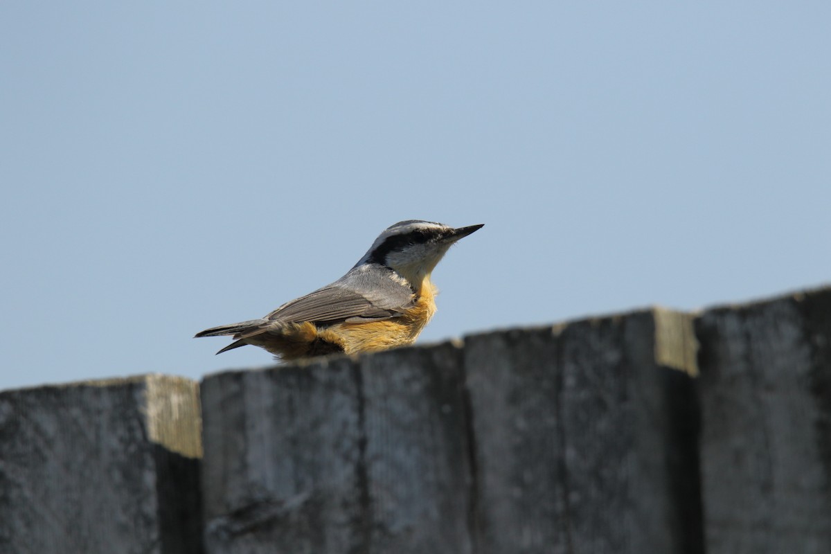 Red-breasted Nuthatch - ML67369951