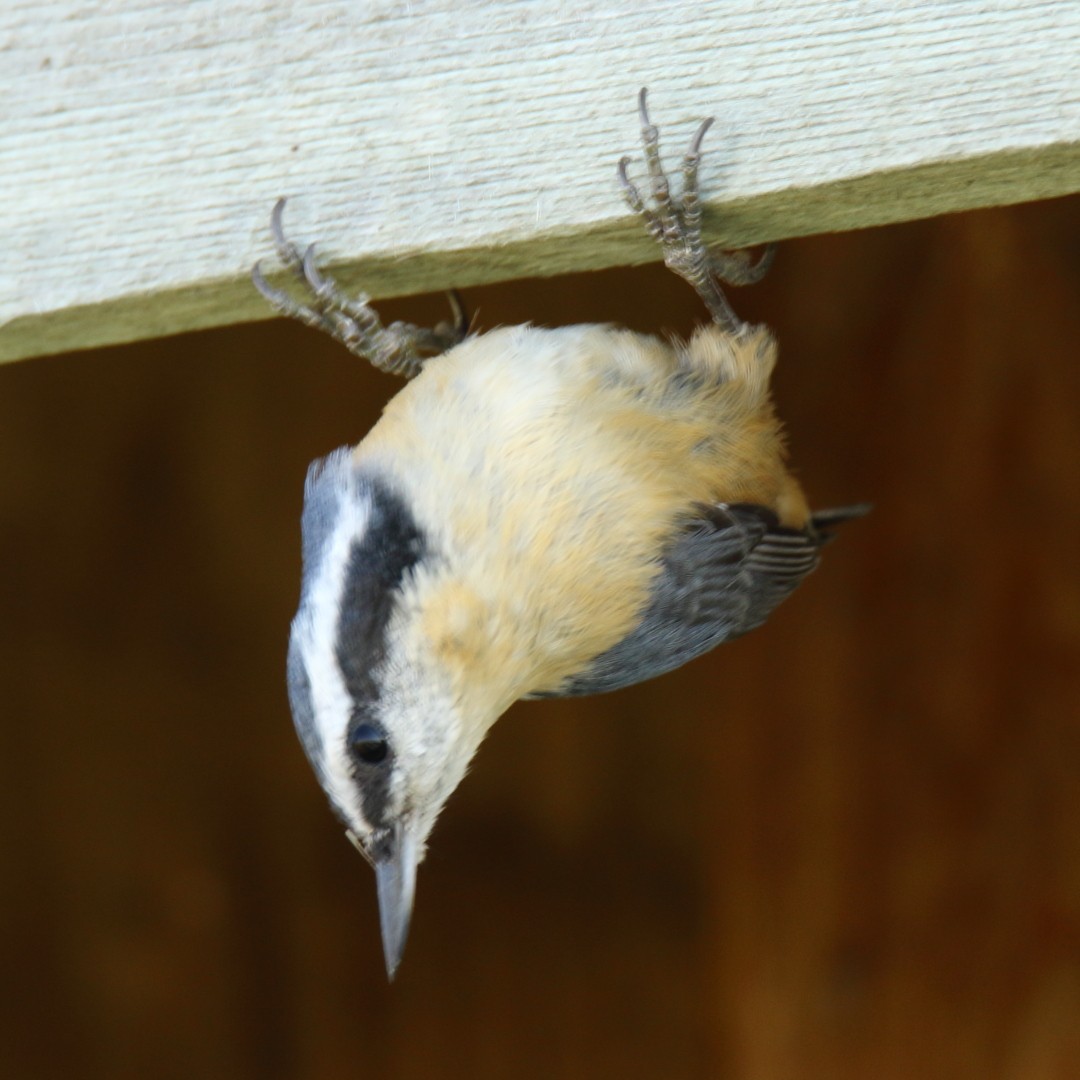 Red-breasted Nuthatch - ML67369961