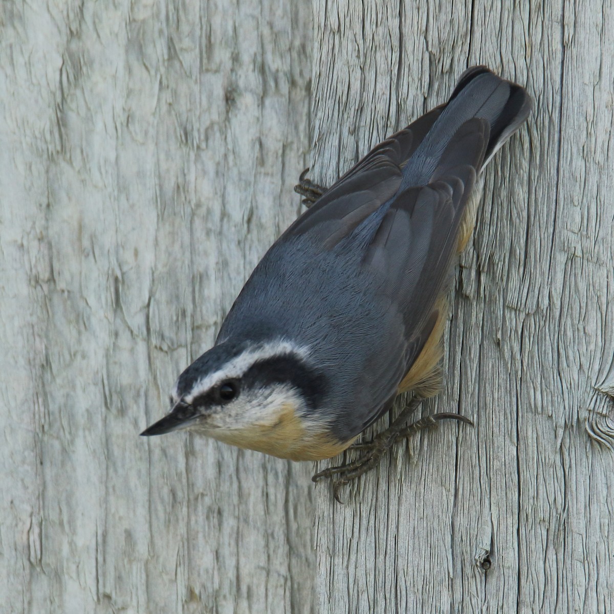 Red-breasted Nuthatch - gord smith