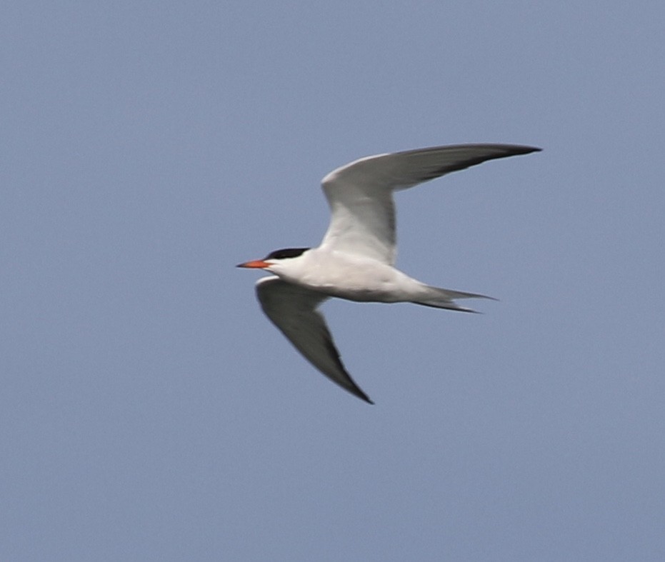 Common Tern - ML67370051
