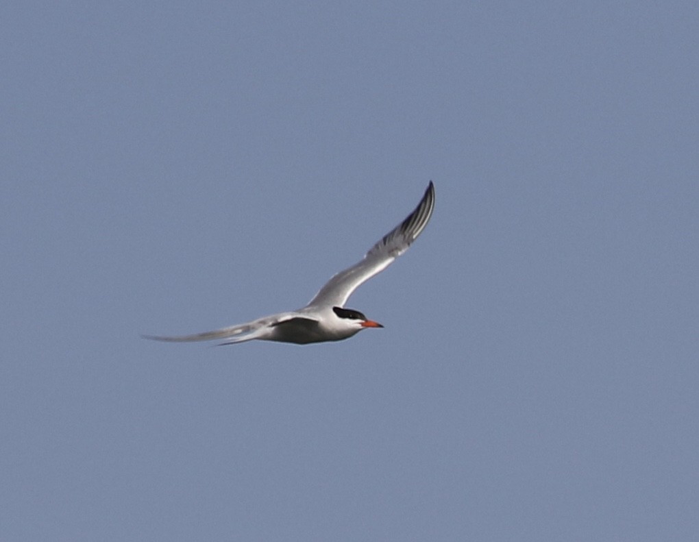 Common Tern - ML67370061