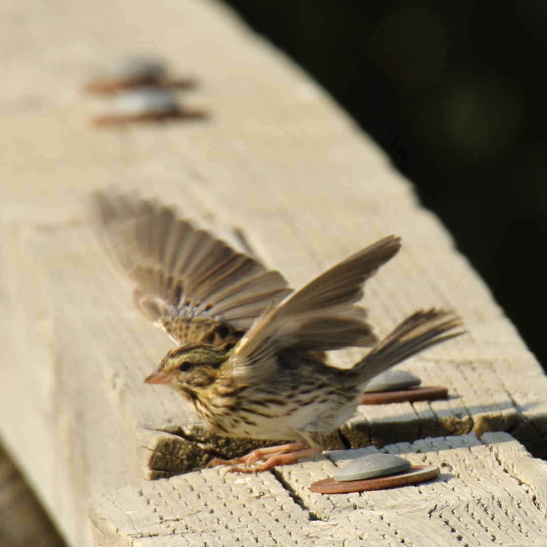 Savannah Sparrow - gord smith