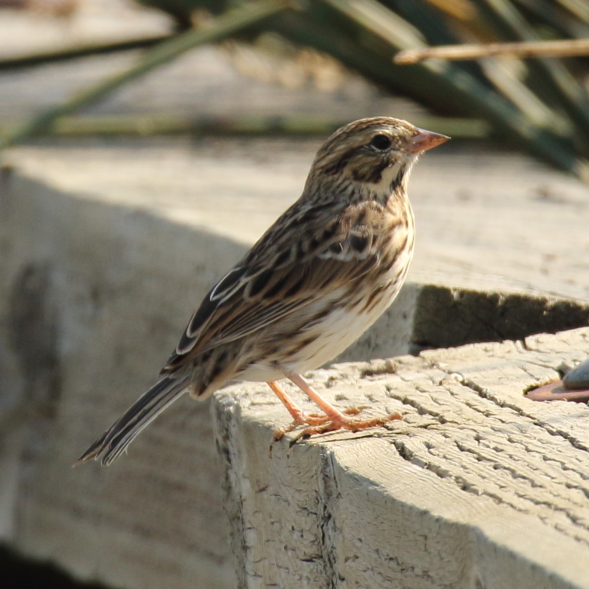 Savannah Sparrow - ML67370201