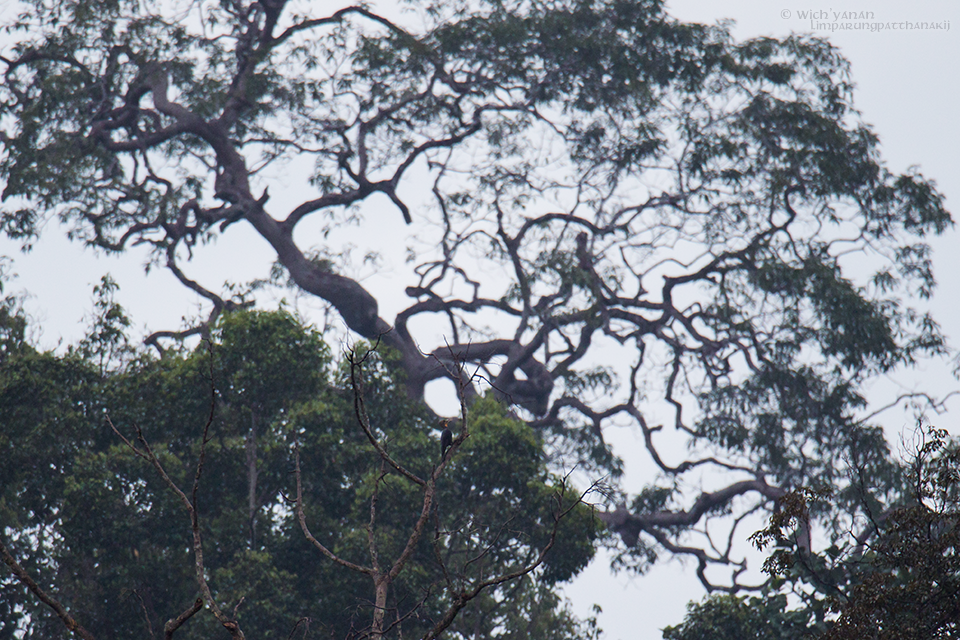 Great Slaty Woodpecker - Wich’yanan Limparungpatthanakij