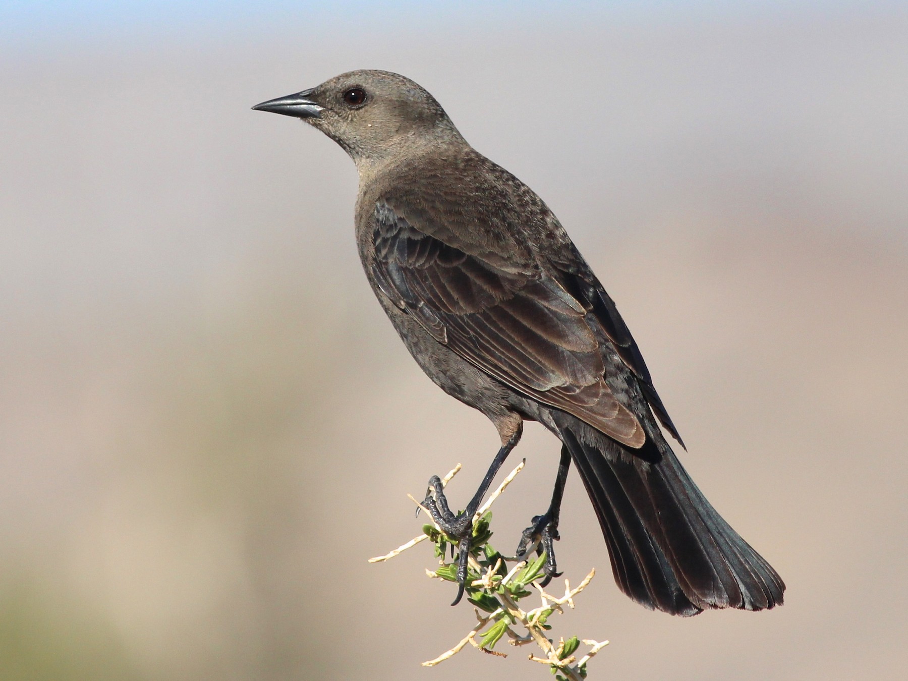 Brewer's Blackbird - Shawn Billerman