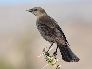 テリムクドリモドキ - eBird