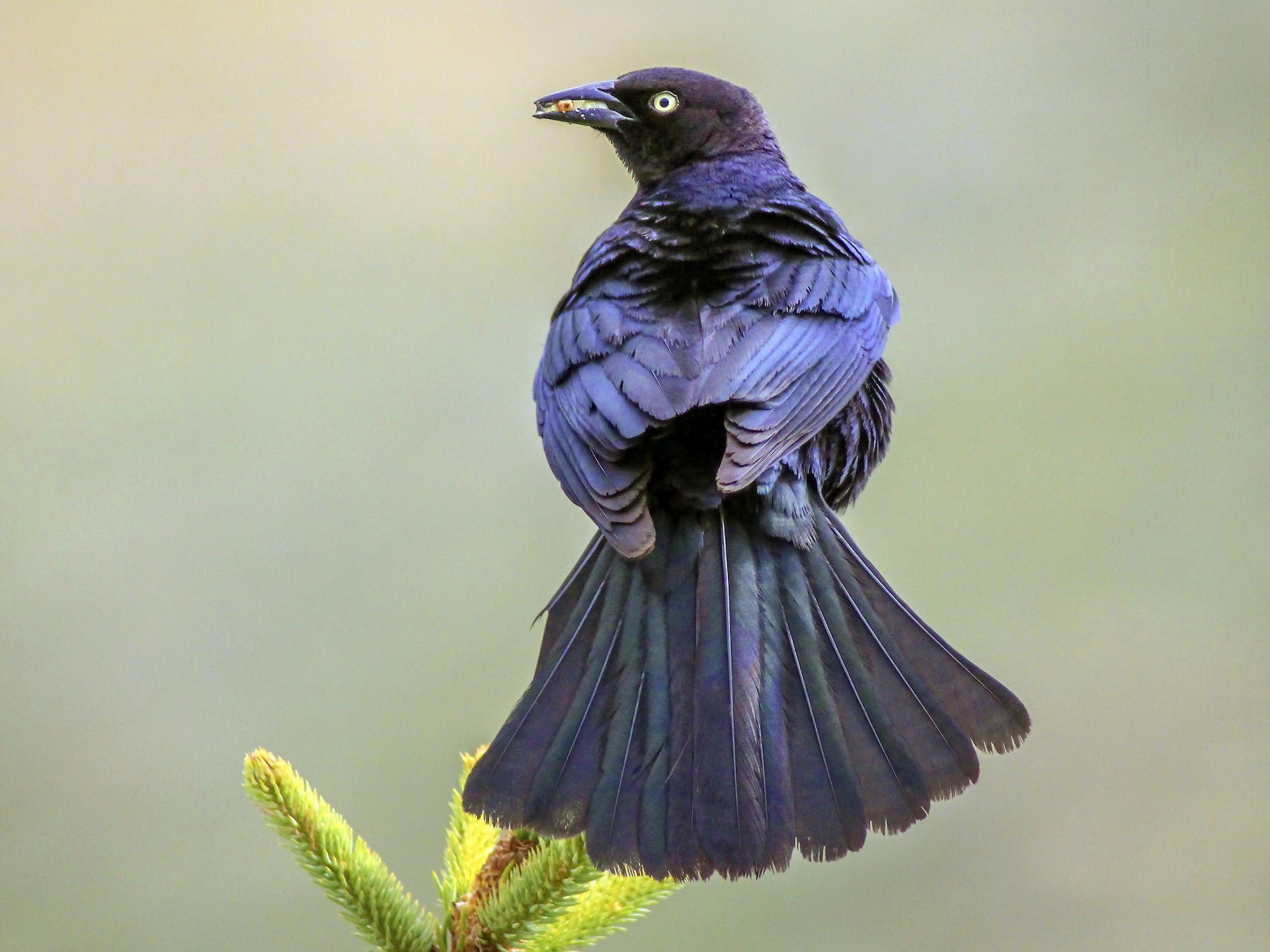 Brewer's Blackbird - Matthew Pendleton