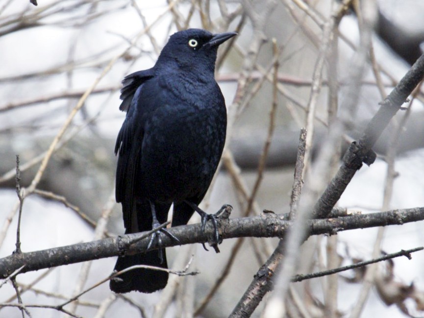 Rusty Blackbird - Michelle Martin