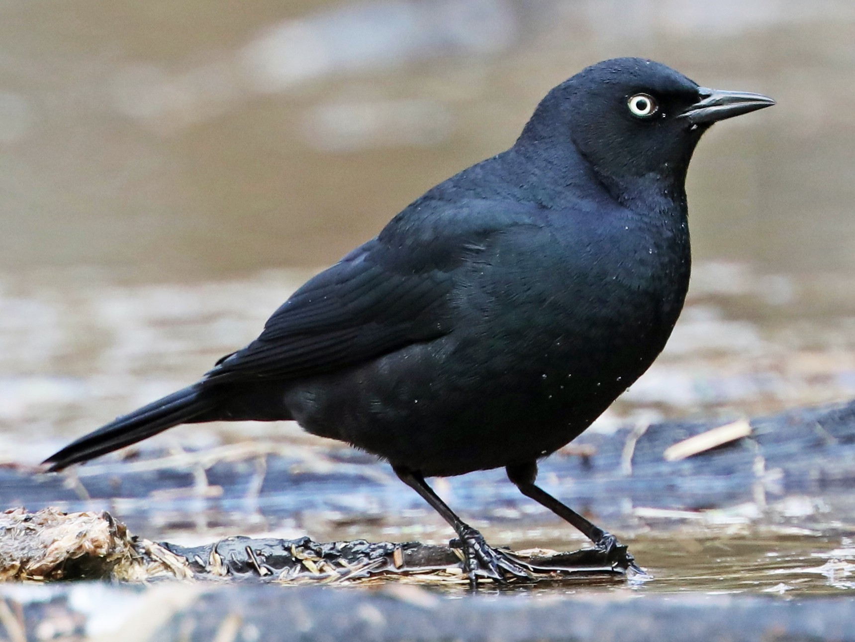 Rusty Blackbird - Daniel Jauvin