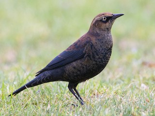 Nonbreeding male - Brian Sullivan - ML67375041