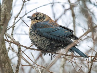 非繁殖期雄鳥 - Nathan Stouffer - ML67375051