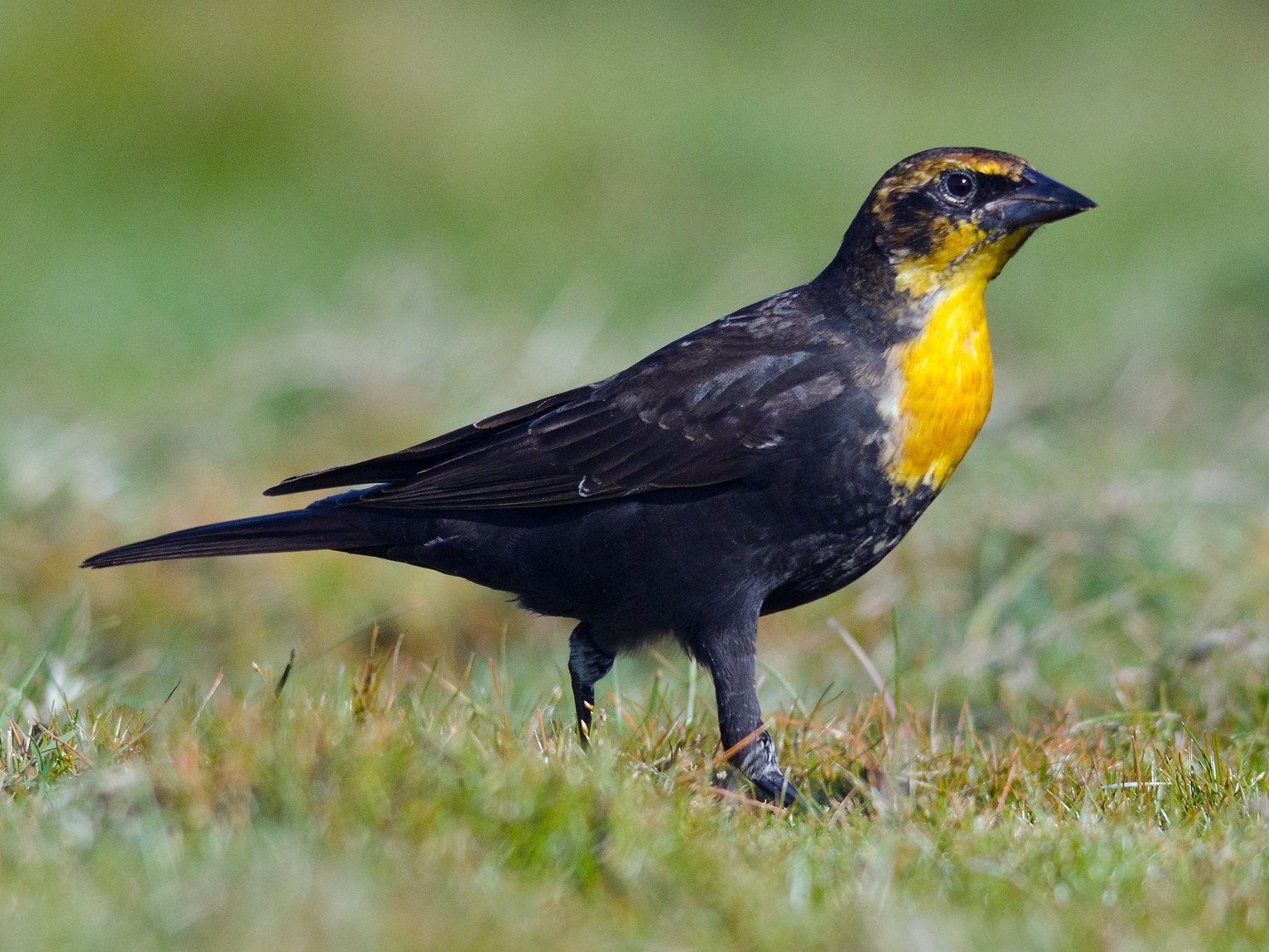 Yellow-headed Blackbird - Alix d'Entremont