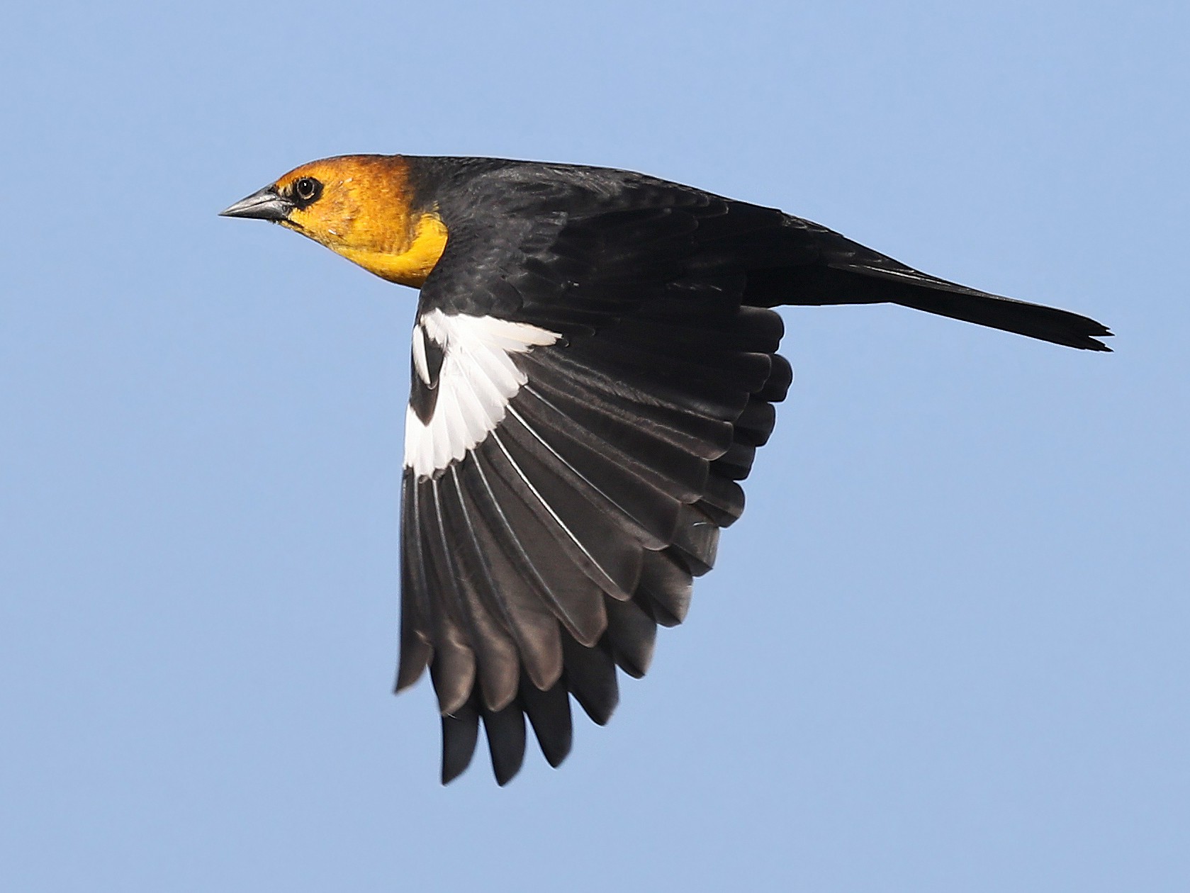 Yellowheaded Blackbird eBird