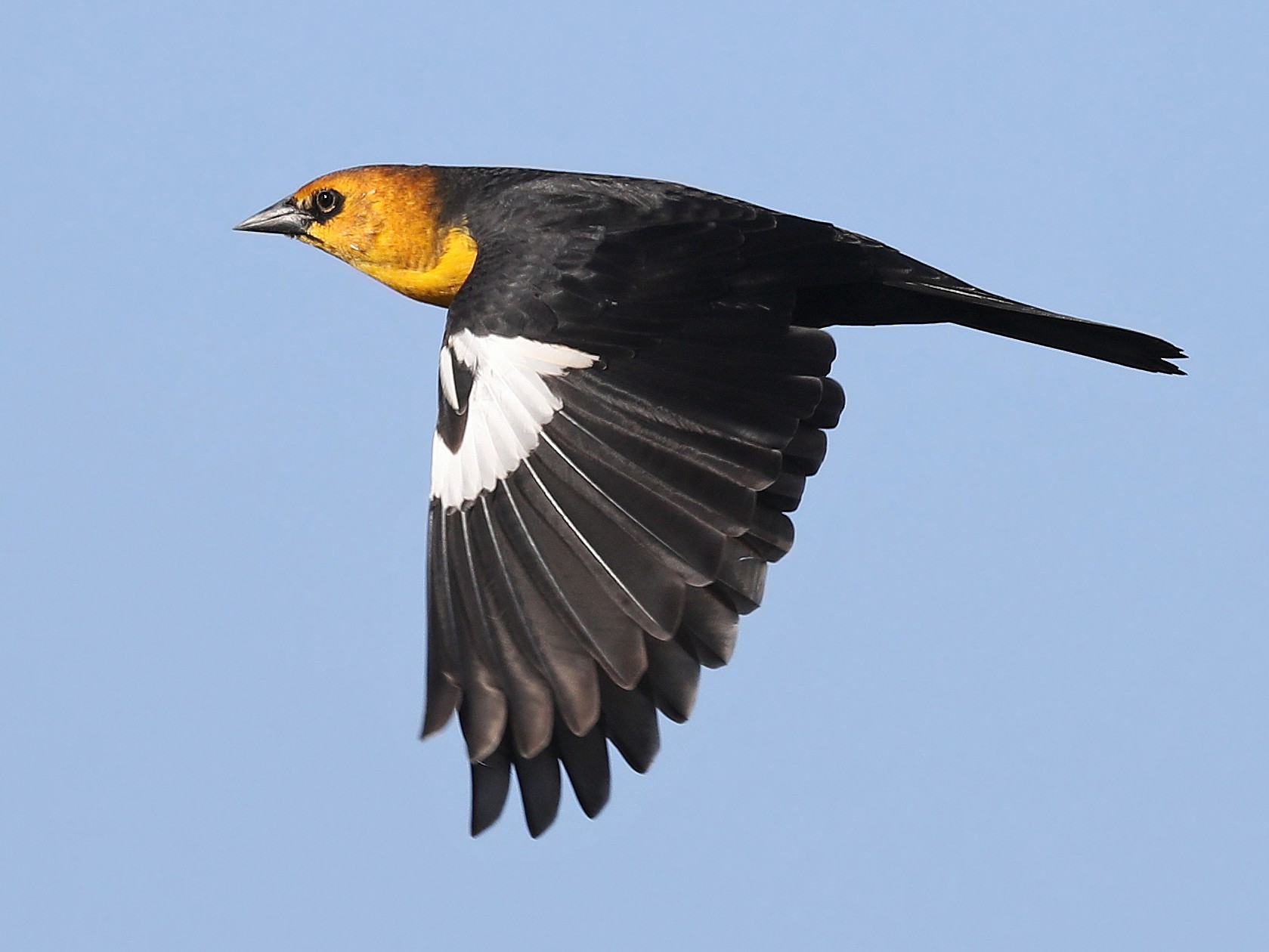 Yellow-headed Blackbird - Matt Davis