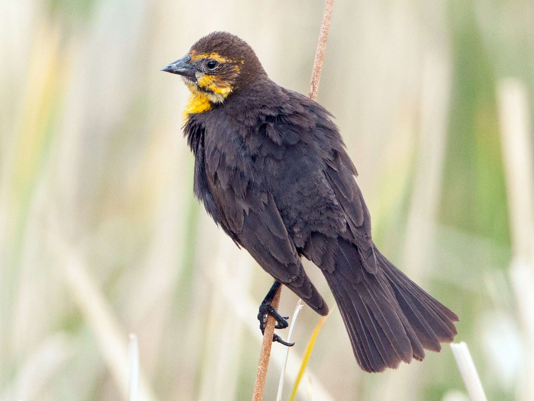 Дрозд ареал. Yellowhead Blackbird.