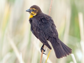 Yellowheaded Blackbird, yellow Backward, redwinged Blackbird