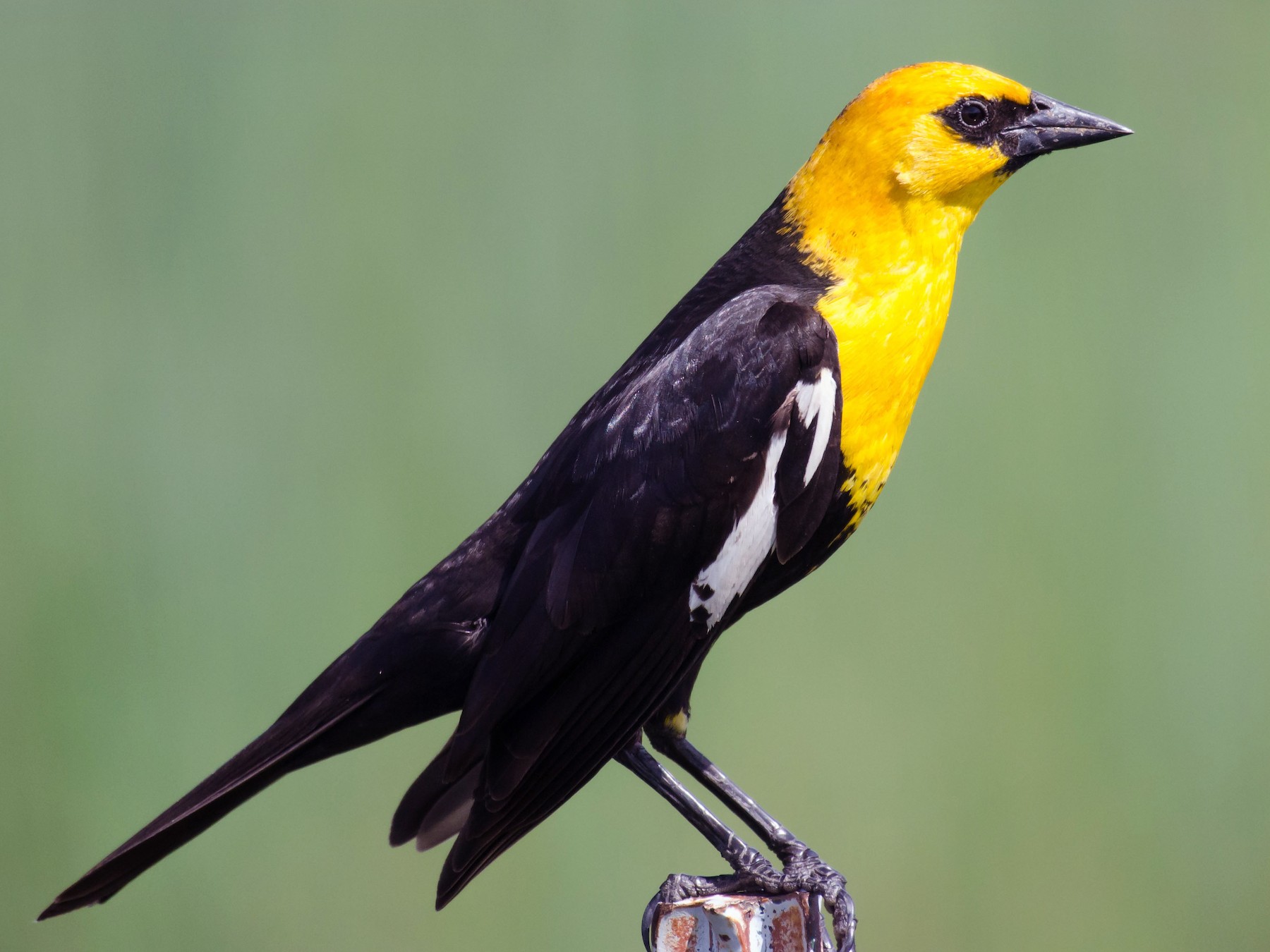 Yellow-headed Blackbird - eBird