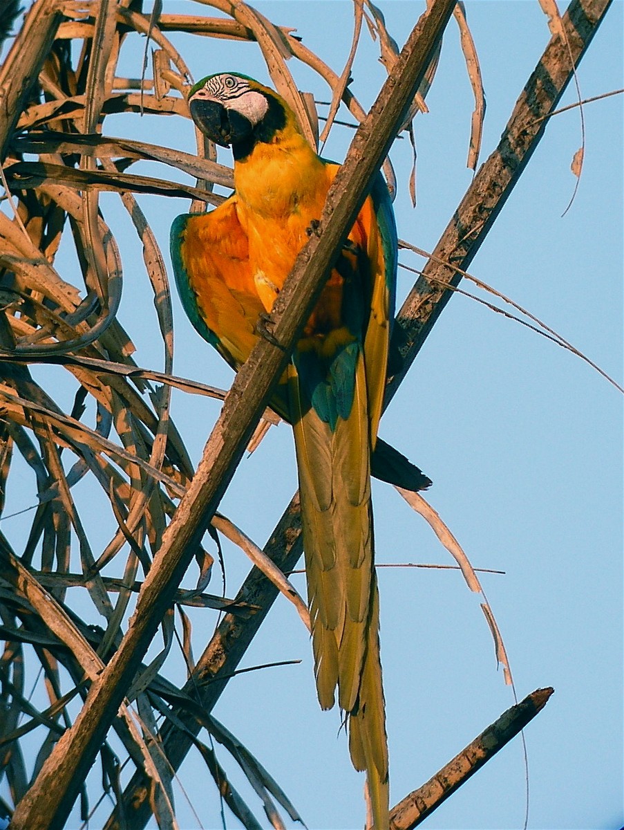 Blue-and-yellow Macaw - David Stejskal