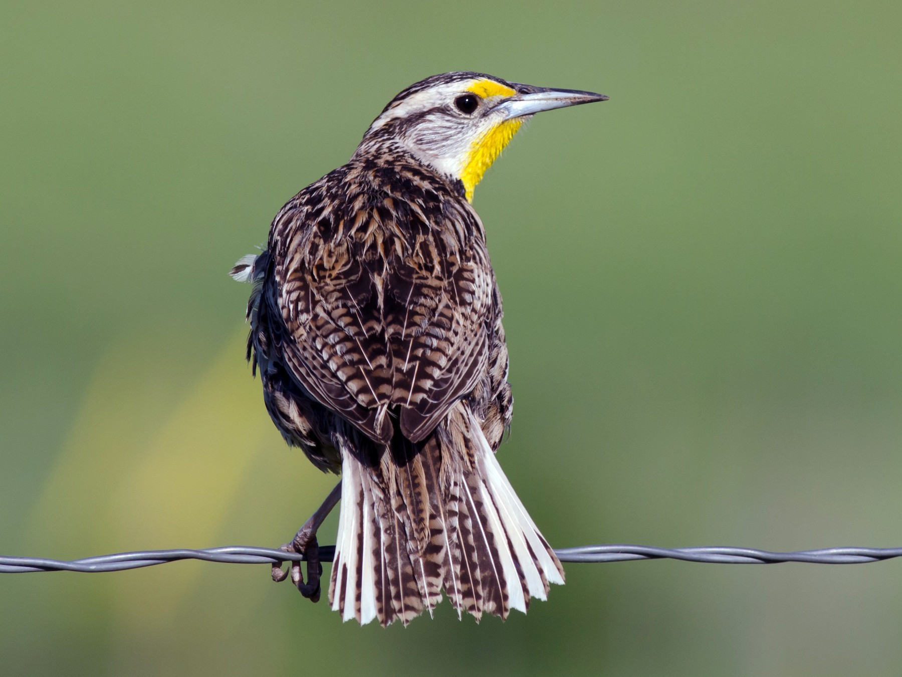 Western Meadowlark - Alix d'Entremont