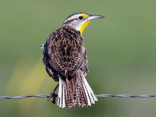 นกเต็มวัยในฤดูผสมพันธุ์ - Alix d'Entremont - ML67378751