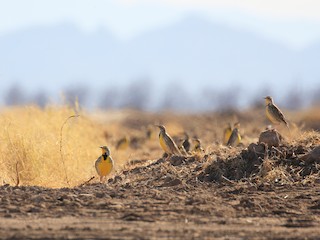 ニシマキバドリ - eBird ニシマキバドリ - eBird