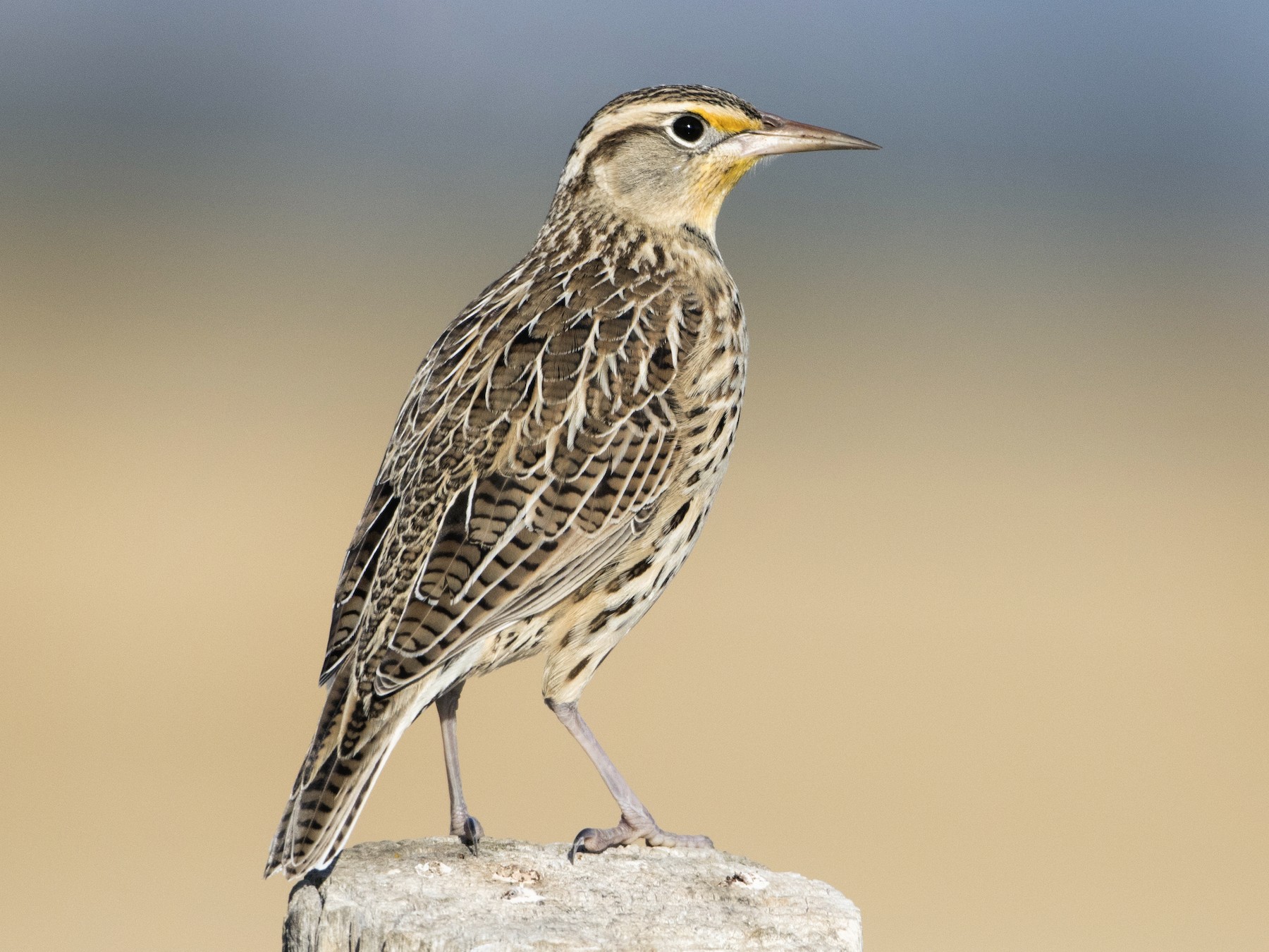 meadowlark bird singing clipart