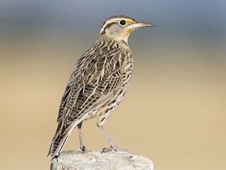 Nonbreeding adult/immature - Brian Sullivan - ML67378801