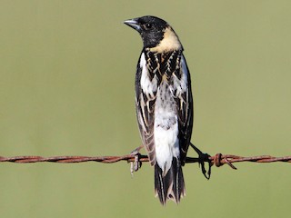 ボボリンク - eBird