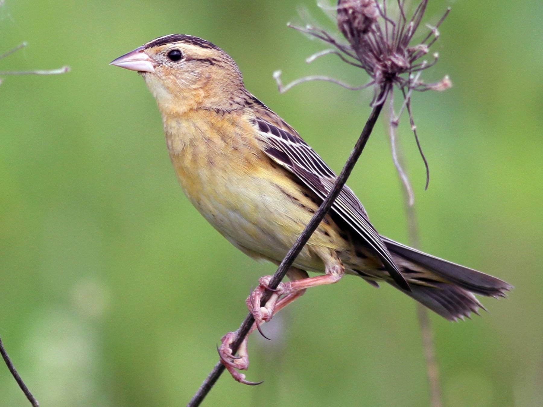 Bobolink - Shawn Billerman