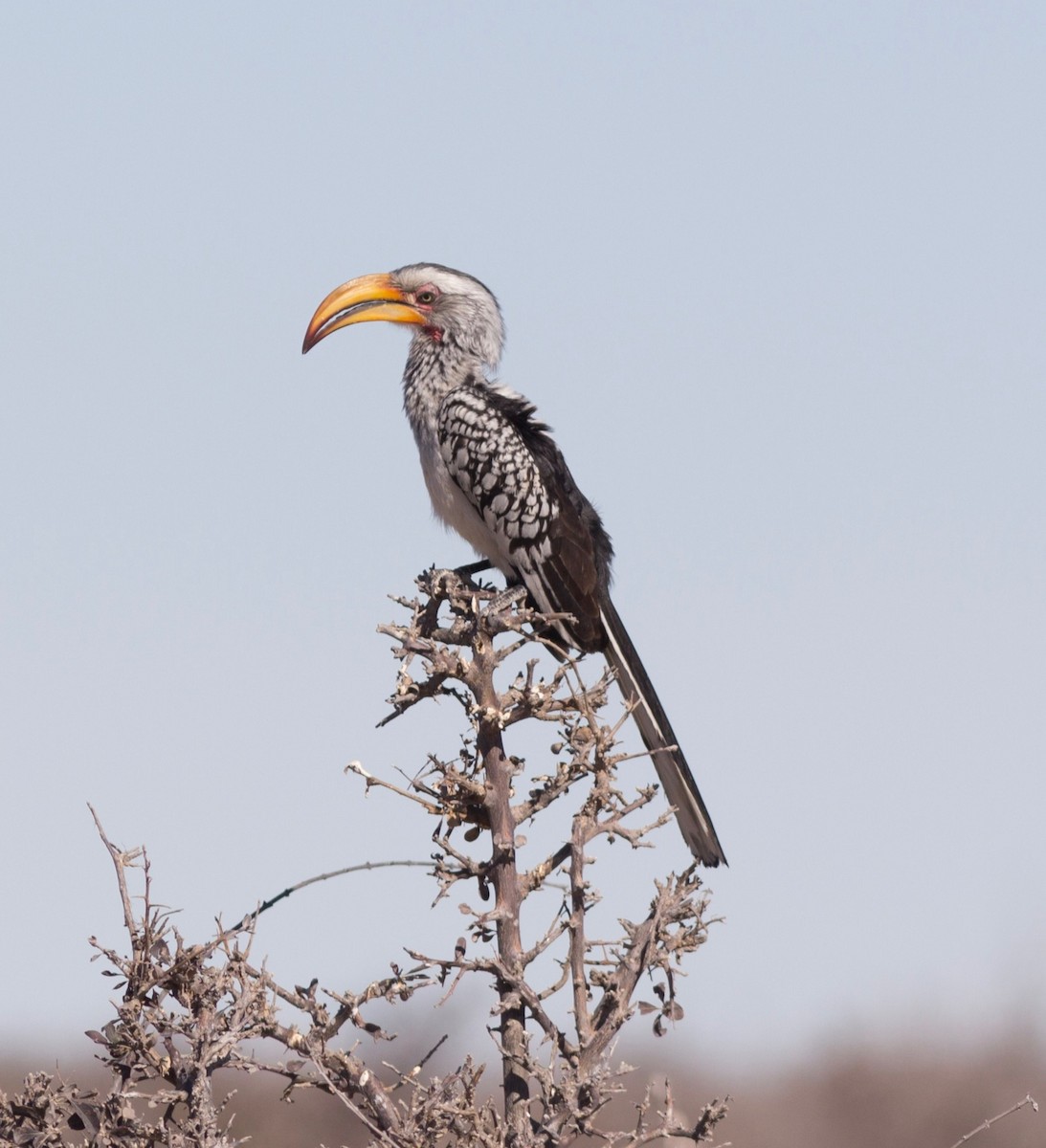 Southern Yellow-billed Hornbill - Richard and Margaret Alcorn