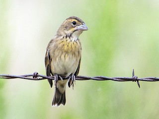 Молодая птица - Jan Allen - ML67381921