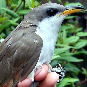 Yellow-billed Cuckoo - Big Sur Ornithological Lab