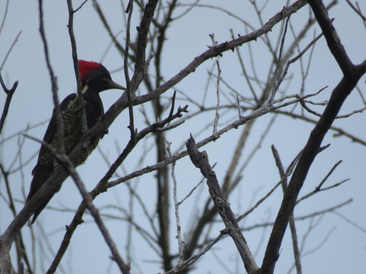 Lineated Woodpecker - William Legge